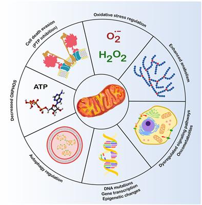 The Chaperone TRAP1 As a Modulator of the Mitochondrial Adaptations in Cancer Cells